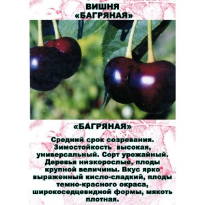 Вишня Багряная