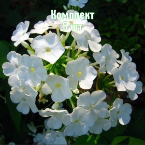 Комплект 5шт / Флокс метельчатый Дэвид