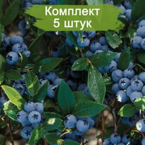 Комплект 5шт / Голубика Канкорд