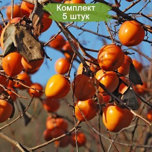 Комплект 5шт / Хурма Королек (ХИАКУМЕ) (Предзаказ)