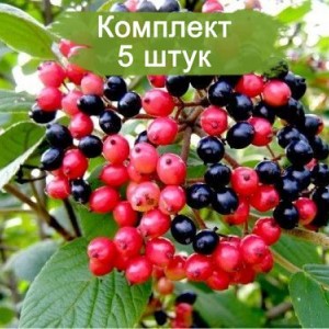 Комплект 5шт / Калина Гордовина саженец