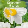 Комплект 5шт / Нарцисс Шуга Диппед (белый) (Предзаказ): фото и описание