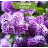 Саженцы сирени обыкновенной Сенсация  -  5 шт.