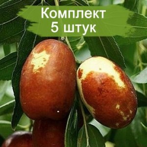 Комплект 5шт / Зизифус (унаби) Китайский - 2А